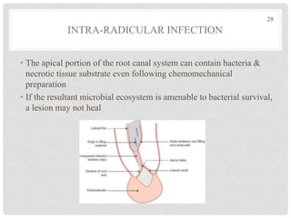 • The apical portion of the root canal system can contain bacteria &
necrotic tissue substrate even following chemomechanical
preparation
• If the resultant microbial ecosystem is amenable to bacterial survival,
a lesion may not heal
28
INTRA-RADICULAR INFECTION
 