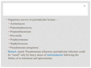• Organisms survive in periradicular lesions: -
• Actinomyces
• Peptostreptococcus
• Propionibacterium
• Prevotella
• Porphyromonas
• Staphylococcus
• Pseudomonas aeruginosa
• Barnett, stated ‘Pseudomonas refractory periradicular infection could
be “cured” only by heavy doses of metronidazole following the
failure of re-treatment and apicoectomy
31
 