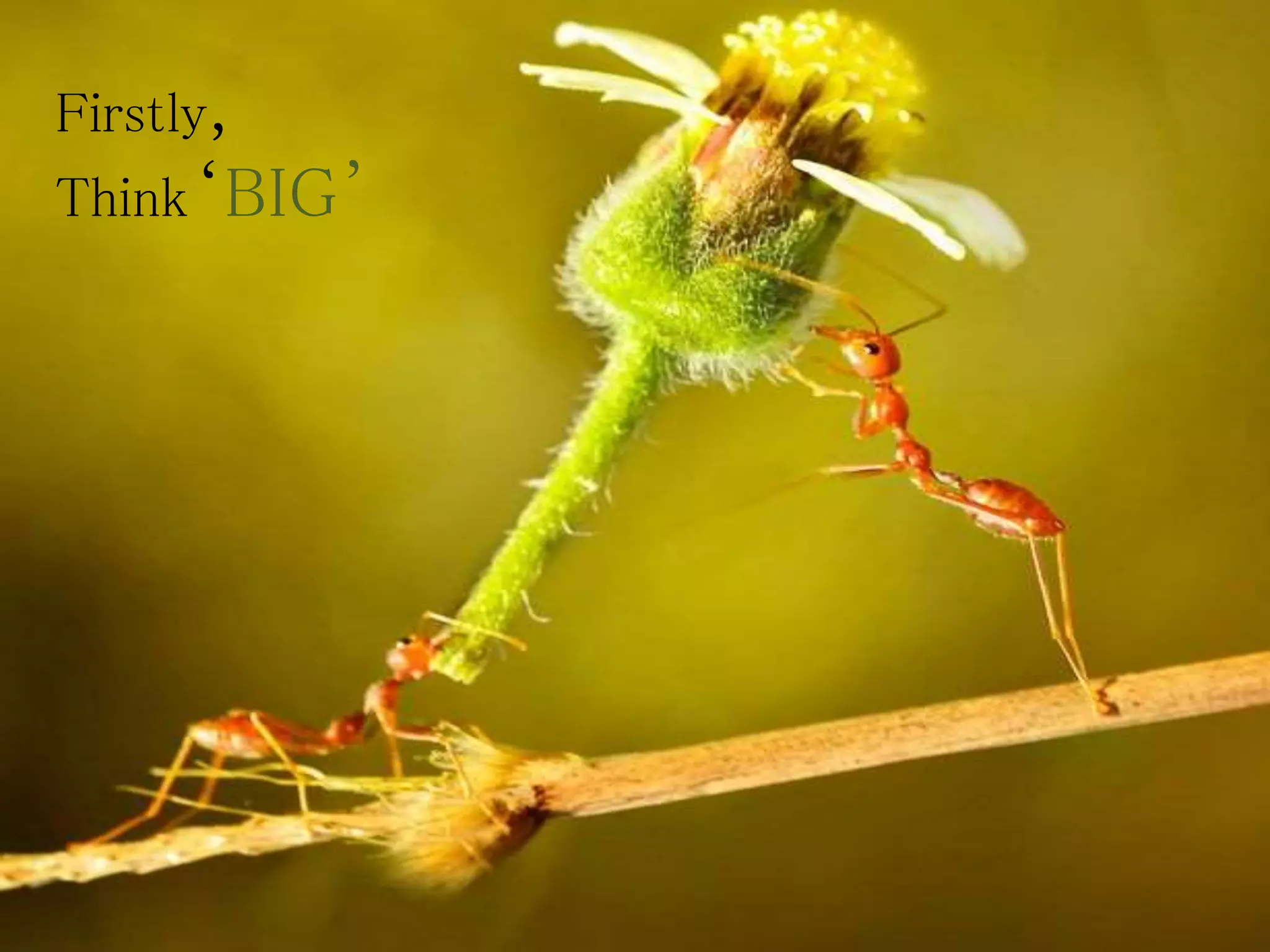 Firstly,
Think‘BIG’