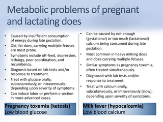 • Caused by insufficient consumption 
of energy during late gestation. 
• Old, fat does, carrying multiple fetuses 
are most prone. 
• Symptoms include off-feed, depression, 
lethargy, poor coordination, and 
recumbency. 
• Diagnosis based on lab tests and/or 
response to treatment. 
• Treat with glucose orally, 
subcutaneously, or intravenously, 
depending upon severity of symptoms. 
• Can induce labor or perform c-section 
in more advanced cases. 
Pregnancy toxemia (ketosis) 
Low blood glucose 
• Can be caused by not enough 
(gestational) or too much (lactational) 
calcium being consumed during late 
gestation. 
• Most common in heavy milking does 
and does carrying multiple fetuses. 
• Similar symptoms as pregnancy toxemia; 
often treated simultaneously. 
• Diagnosed with lab tests and/or 
response to treatment. 
• Treat with calcium orally, 
subcutaneously, or intravenously (slow), 
depending upon severity of symptoms. 
Milk fever (hypocalcemia) 
Low blood calcium 
 