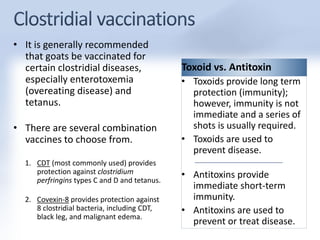 • It is generally recommended 
that goats be vaccinated for 
certain clostridial diseases, 
especially enterotoxemia 
(overeating disease) and 
tetanus. 
• There are several combination 
vaccines to choose from. 
1. CDT (most commonly used) provides 
protection against clostridium 
perfringins types C and D and tetanus. 
2. Covexin-8 provides protection against 
8 clostridial bacteria, including CDT, 
black leg, and malignant edema. 
Toxoid vs. Antitoxin 
• Toxoids provide long term 
protection (immunity); 
however, immunity is not 
immediate and a series of 
shots is usually required. 
• Toxoids are used to 
prevent disease. 
• Antitoxins provide 
immediate short-term 
immunity. 
• Antitoxins are used to 
prevent or treat disease. 
 