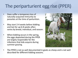 • Does suffer a temporary loss of 
naturally-acquired immunity to 
parasites at the time of parturition. 
• May start 2-4 weeks before kidding 
and last for up 6-8 weeks after; 
varies by breed, individual, and season. 
• When kidding occurs in the spring, 
the eggs deposited during the PPER 
are largely responsible for the 
infections that kids acquire during 
summer grazing. 
• The PPER is not as well documented in goats as sheep and is not well 
described for different kidding seasons. 
 