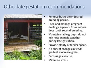 • Remove bucks after desired 
breeding period. 
• Feed and manage pregnant 
doelings separate from mature 
does until second breeding. 
• Maintain stable groups; do not 
mix new animals together 
during late gestation. 
• Provide plenty of feeder space. 
• No abrupt changes in feed; 
gradually increase grain. 
• Encourage exercise. 
• Minimize stress. 
 