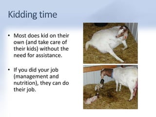 • Most does kid on their 
own (and take care of 
their kids) without the 
need for assistance. 
• If you did your job 
(management and 
nutrition), they can do 
their job. 
 