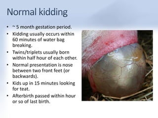 • ~ 5 month gestation period. 
• Kidding usually occurs within 
60 minutes of water bag 
breaking. 
• Twins/triplets usually born 
within half hour of each other. 
• Normal presentation is nose 
between two front feet (or 
backwards). 
• Kids up in 15 minutes looking 
for teat. 
• Afterbirth passed within hour 
or so of last birth. 
 