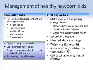 Soon after birth 
• Put in small pen (jug) for bonding 
and observation. 
• Indoor kidding 
• First-time moms 
• Multiple births 
• Mismothering 
• Crossfostering 
• Clip - clip long navel cords 
• Dip - disinfect navel cords 
• Strip - remove wax plug from teat 
and check milk supply 
• Sip - make sure kids nurse. 
First day or two 
• Make sure kids are getting 
enough to eat 
• Observe behavior of doe and kids 
• Check bellies for fullness 
• Check milk supply/udder health 
• Record birthing event 
• Identify kids, e.g. ear tags 
• Weigh kids (for records) 
• Bo-se injection, if advised by 
veterinarian (Rx). 
• CDT vaccination may not be 
effective. 
 
