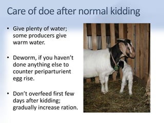 • Give plenty of water; 
some producers give 
warm water. 
• Deworm, if you haven’t 
done anything else to 
counter periparturient 
egg rise. 
• Don’t overfeed first few 
days after kidding; 
gradually increase ration. 
 