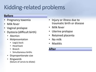 Before 
• Pregnancy toxemia 
• Milk fever 
• Vaginal prolapse 
• Dystocia (difficult birth) 
• Abortion 
• Malpresentation 
• Leg(s) back 
• Head back 
• Breech 
• Simultaneous births 
• Disproportionate size 
• Ringwomb 
(failure of cervix to dilate) 
• Injury or illness due to 
traumatic birth or disease 
• Milk fever 
• Uterine prolapse 
• Retained placenta 
• No milk 
• Mastitis 
After 
 
