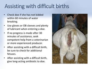 • Check doe if she has not kidded 
within 60 minutes of water 
breaking. 
• Use gloves or OB sleeves and plenty 
of lubricant when entering a doe. 
• If no progress is made after 30 
minutes of assistance, seek 
competent help from a veterinarian 
or more experienced producer. 
• After assisting with a difficult birth, 
be sure to check for additional 
fetuses. 
• After assisting with a difficult birth, 
give long-acting antibiotic to doe. 
 