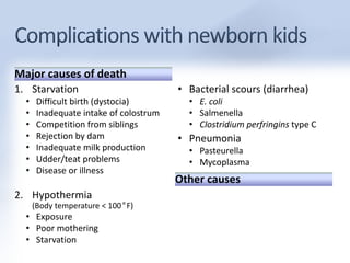Major causes of death 
1. Starvation 
• Difficult birth (dystocia) 
• Inadequate intake of colostrum 
• Competition from siblings 
• Rejection by dam 
• Inadequate milk production 
• Udder/teat problems 
• Disease or illness 
2. Hypothermia 
(Body temperature < 100°F) 
• Exposure 
• Poor mothering 
• Starvation 
• Bacterial scours (diarrhea) 
• E. coli 
• Salmenella 
• Clostridium perfringins type C 
• Pneumonia 
• Pasteurella 
• Mycoplasma 
Other causes 
 