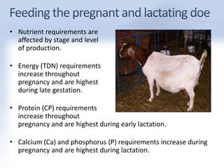 • Nutrient requirements are 
affected by stage and level 
of production. 
• Energy (TDN) requirements 
increase throughout 
pregnancy and are highest 
during late gestation. 
• Protein (CP) requirements 
increase throughout 
pregnancy and are highest during early lactation. 
• Calcium (Ca) and phosphorus (P) requirements increase during 
pregnancy and are highest during lactation. 
 
