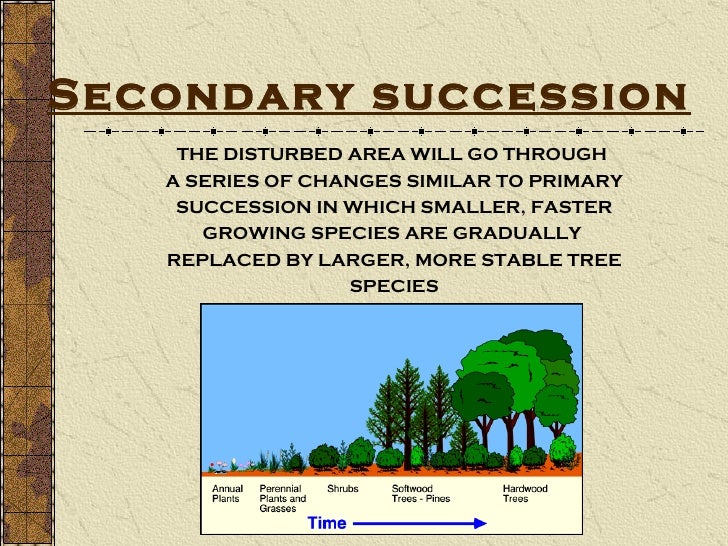 primary and secondary succession