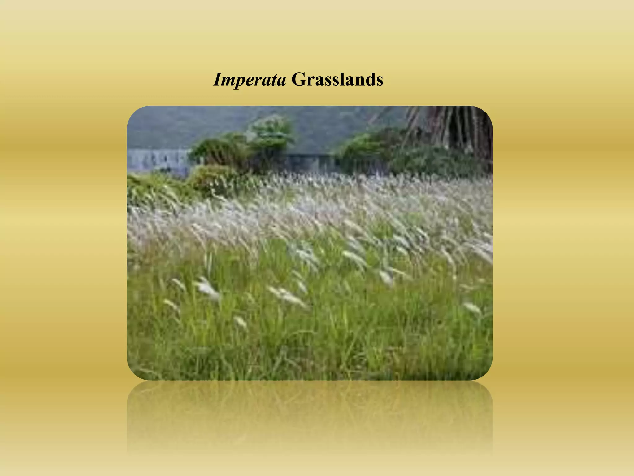 Imperata Grasslands
 