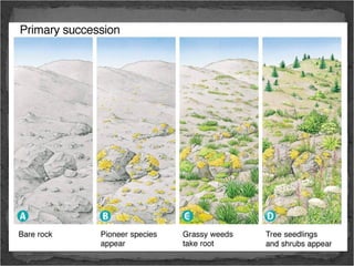 Succession Notes Science Succession notes 2013 | PPT