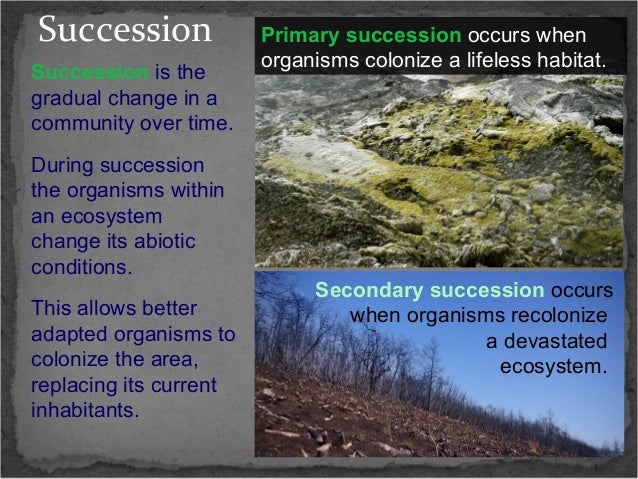 Succession notes 2013