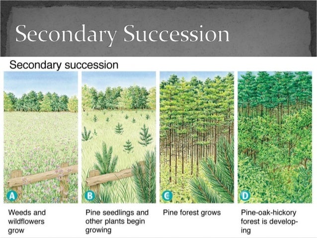 primary and secondary succession