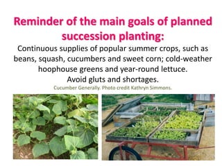Benefits of succession planting:
Avoid chancy sowings: sweet corn
• We used to make 7 sweet corn
plantings: April 26, May ...