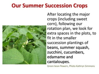 Summer
Succession
Crops Planning
Chart
• On the left we list
the spare spaces
in the plots (in
order of
availability)
• On...