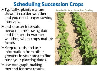 Several Approaches to Succession Crop
Scheduling – Which Suits You?
1. Rough plan for summer
crops: “every two weeks”
2. “...