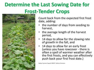 Example: Yellow Squash
• number of days from seeding to harvest 50
• average length of the harvest period 21
• 14 days to ...