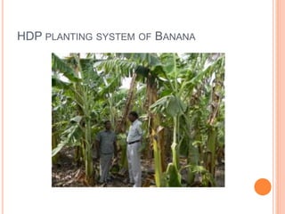 HDP PLANTING SYSTEM OF BANANA
 