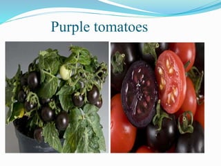 Purple tomatoes
 