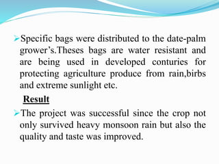 Specific bags were distributed to the date-palm
grower’s.Theses bags are water resistant and
are being used in developed conturies for
protecting agriculture produce from rain,birbs
and extreme sunlight etc.
Result
The project was successful since the crop not
only survived heavy monsoon rain but also the
quality and taste was improved.
 