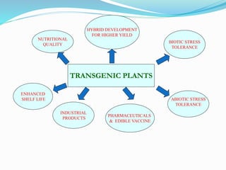 TRANSGENIC PLANTS
NUTRITIONAL
QUALITY
BIOTIC STRESS
TOLERANCE
ABIOTIC STRESS
TOLERANCE
PHARMACEUTICALS
& EDIBLE VACCINE
HYBRID DEVELOPMENT
FOR HIGHER YIELD
ENHANCED
SHELF LIFE
INDUSTRIAL
PRODUCTS
 