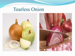 Tearless Onion
 