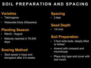 S O I L P R E P A R A T I O N A N D S P A C I N G
• March - August
• Maturity reached in 70-240
days
• Start seeds in trays and
transplant after 3-4 weeks
• 2 feet
• 3 foot wide beds, deeply tilled
or forked
• Place drip tape and cover with
leaf mulch
Varieties
Planting Season
• Takinogawa
• Watanabe Early (Kitazawa)
Sowing Method
Spacing
Soil Preparation
Seed Depth
• 1/4 inch
• Amend with compost and
micrrohizae
 