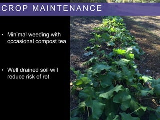 • Well drained soil will
reduce risk of rot
• Minimal weeding with
occasional compost tea
C R O P M A I N T E N A N C E
 