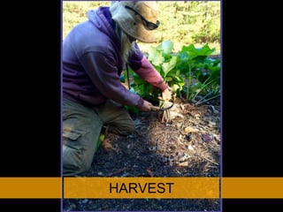 HARVEST
 