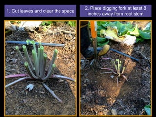 1. Cut leaves and clear the space
2. Place digging fork at least 8
inches away from root stem
 