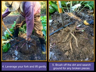 4. Leverage your fork and lift gently
5. Brush off the dirt and search
ground for any broken pieces
 