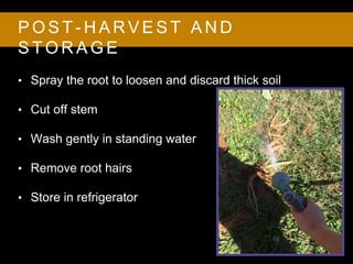 P O S T - H A R V E S T A N D
S T O R A G E
• Spray the root to loosen and discard thick soil
• Cut off stem
• Wash gently in standing water
• Remove root hairs
• Store in refrigerator
 
