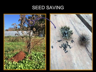 SEED SAVING
 