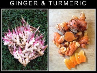 G I N G E R & T U R M E R I C
 
