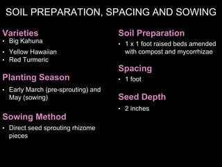 Sowing Method
Soil Preparation
Seed Depth
Spacing
• Direct seed sprouting rhizome
pieces
• 1 x 1 foot raised beds amended
with compost and mycorrhizae
• 2 inches
• 1 foot
Varieties
Planting Season
• Big Kahuna
• Early March (pre-sprouting) and
May (sowing)
SOIL PREPARATION, SPACING AND SOWING
• Yellow Hawaiian
• Red Turmeric
 