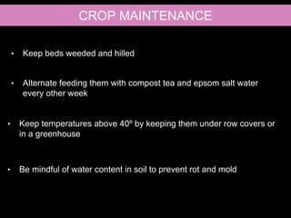 • Keep beds weeded and hilled
• Alternate feeding them with compost tea and epsom salt water
every other week
• Keep temperatures above 40º by keeping them under row covers or
in a greenhouse
• Be mindful of water content in soil to prevent rot and mold
CROP MAINTENANCE
 