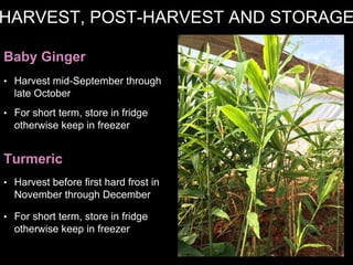 HARVEST, POST-HARVEST AND STORAGE
Baby Ginger
Turmeric
• Harvest mid-September through
late October
• For short term, store in fridge
otherwise keep in freezer
• Harvest before first hard frost in
November through December
• For short term, store in fridge
otherwise keep in freezer
 