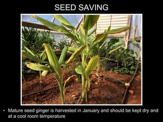 SEED SAVING
• Mature seed ginger is harvested in January and should be kept dry and
at a cool room temperature
 