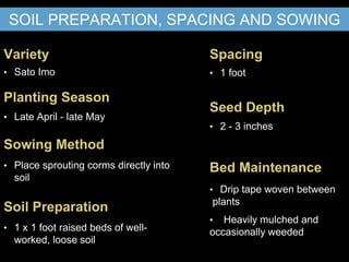 Sowing Method
Soil Preparation
Seed Depth
Spacing
• Place sprouting corms directly into
soil
• 1 x 1 foot raised beds of well-
worked, loose soil
• 2 - 3 inches
• 1 foot
Variety
Planting Season
• Sato Imo
• Late April - late May
Bed Maintenance
• Drip tape woven between
plants
• Heavily mulched and
occasionally weeded
SOIL PREPARATION, SPACING AND SOWING
 