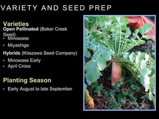 V A R I E T Y A N D S E E D P R E P
• Minowase
• Early August to late September
• Miyashige
• Minowase Early
• April Cross
Varieties
Planting Season
Hybrids (Kitazawa Seed Company)
Open Pollinated (Baker Creek
Seed)
 