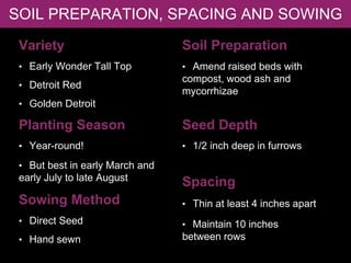 SOIL PREPARATION, SPACING AND SOWING
Variety
• Early Wonder Tall Top
• Detroit Red
• Golden Detroit
Planting Season
• Year-round!
• But best in early March and
early July to late August
Sowing Method
• Direct Seed
• Hand sewn
Soil Preparation
• Amend raised beds with
compost, wood ash and
mycorrhizae
Seed Depth
• 1/2 inch deep in furrows
Spacing
• Thin at least 4 inches apart
• Maintain 10 inches
between rows
 