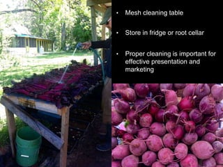 • Mesh cleaning table
• Store in fridge or root cellar
• Proper cleaning is important for
effective presentation and
marketing
 