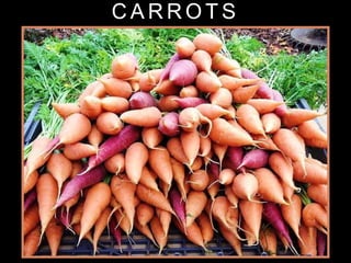 C A R R O T S
 