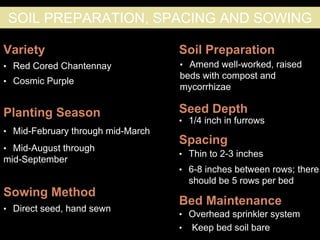 Sowing Method
Soil Preparation
Seed Depth
Spacing
• Direct seed, hand sewn
• Amend well-worked, raised
beds with compost and
mycorrhizae
• 1/4 inch in furrows
• Thin to 2-3 inches
Variety
Planting Season
• Red Cored Chantennay
• Mid-February through mid-March
Bed Maintenance
• Overhead sprinkler system
• Keep bed soil bare
SOIL PREPARATION, SPACING AND SOWING
• 6-8 inches between rows; there
should be 5 rows per bed
• Cosmic Purple
• Mid-August through
mid-September
 