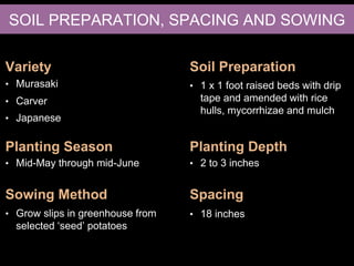 Variety
• Murasaki
Planting Season
Sowing Method
Soil Preparation
Planting Depth
Spacing
• 18 inches
• 2 to 3 inches
• 1 x 1 foot raised beds with drip
tape and amended with rice
hulls, mycorrhizae and mulch
• Grow slips in greenhouse from
selected ‘seed’ potatoes
• Mid-May through mid-June
SOIL PREPARATION, SPACING AND SOWING
• Carver
• Japanese
 