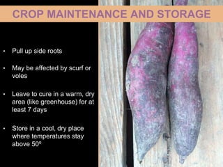 CROP MAINTENANCE AND STORAGE
• Pull up side roots
• May be affected by scurf or
voles
• Leave to cure in a warm, dry
area (like greenhouse) for at
least 7 days
• Store in a cool, dry place
where temperatures stay
above 50º
 