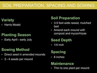 Variety
• Harris Model
Planting Season
Sowing Method
Soil Preparation
Seed Depth
Spacing
• 8 inches
• 1/4 inch
• 3.5 foot wide raised, mulched
bed
• Direct seed in amended mounds
• Early April - early July
SOIL PREPARATION, SPACING AND SOWING
• 3 - 4 seeds per mound
• Amend each mound with
compost and mycorrhizae
Maintenance
• Thin to one plant per mound
 